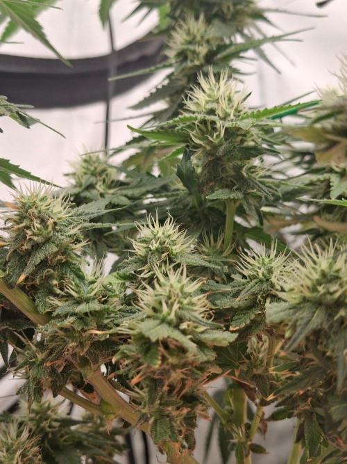 SensiStar* + Wappa Love it or Love it !!. Week 3 - Lovley SensiStar*
i just Love how this Strain develops lower Buds !