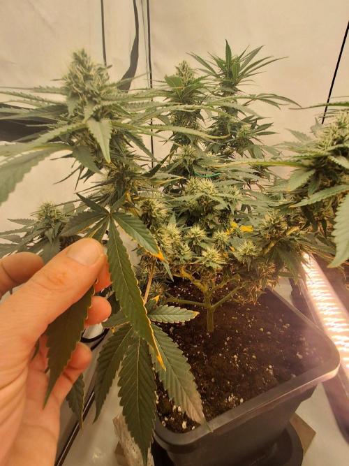 SensiStar* + Wappa Love it or Love it !!. Week 3 - SensiStar*
the resin starts to get its distinctive smell! spritzy metallic