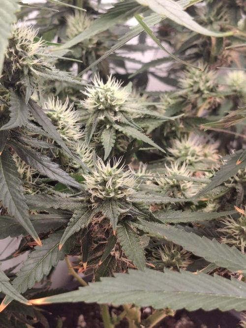 SensiStar* + Wappa Love it or Love it !!. Week 3 - SensiStar*
Lowest Buds