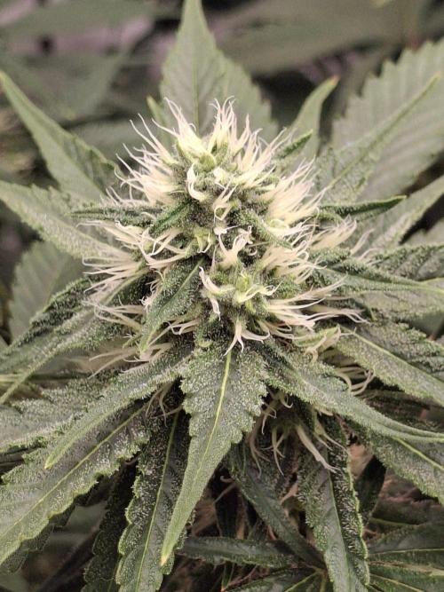 SensiStar* + Wappa Love it or Love it !!. Week 3 - SensiStar* Top Bud