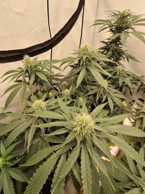 SensiStar* + Wappa Love it or Love it !!. Week 4 - 5 colas = 5 Stars*