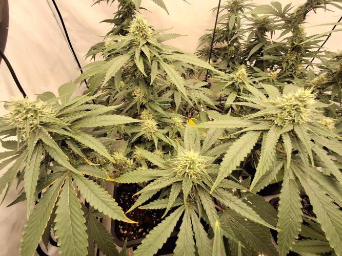 SensiStar* + Wappa Love it or Love it !!. Week 4