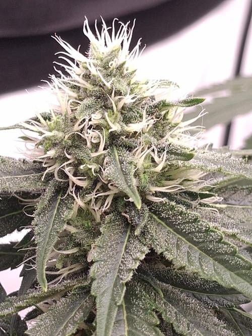 SensiStar* + Wappa Love it or Love it !!. Week 4 - Sensistar at around Day 40~ of Flower