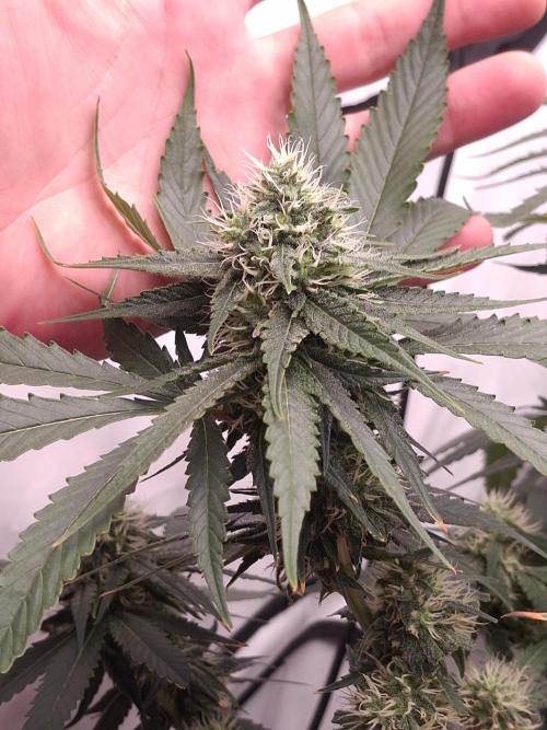 SensiStar* + Wappa Love it or Love it !!. Week 4 - We can see some light Light Burn ? Or Nutrient Burn?