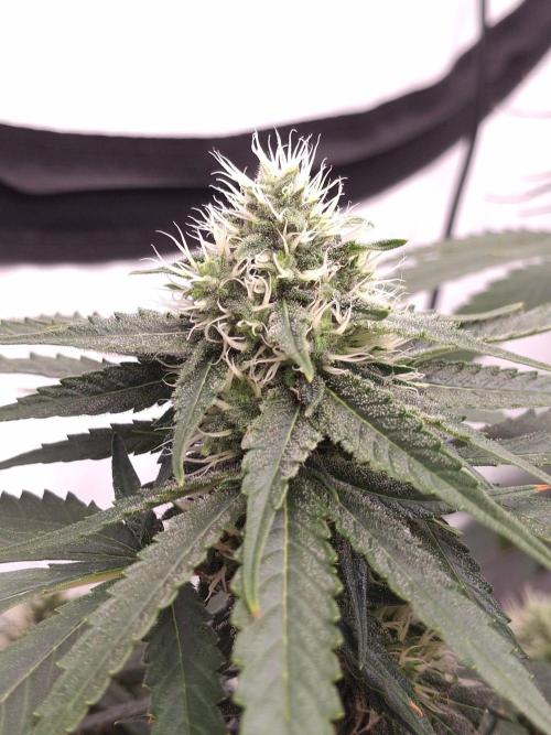 SensiStar* + Wappa Love it or Love it !!. Week 4
