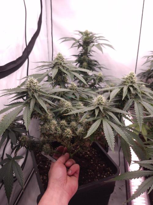 SensiStar* + Wappa Love it or Love it !!. Week 4 - SensiStar, nice lower buds pop up everywhere !