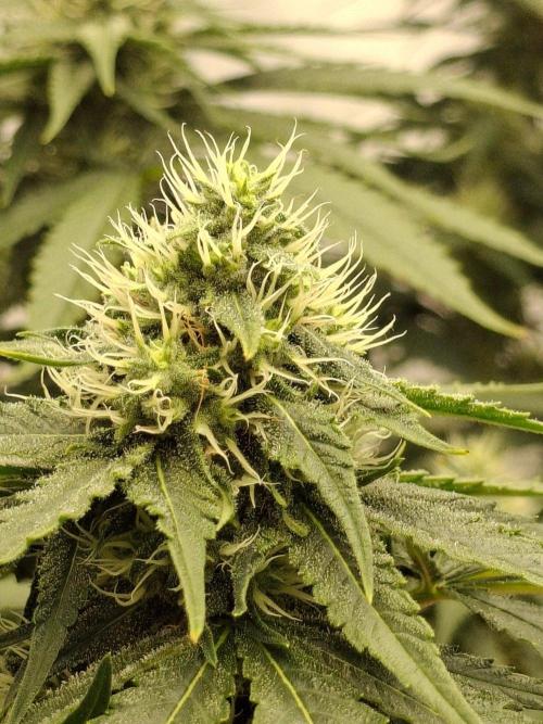 SensiStar* + Wappa Love it or Love it !!. Week 4