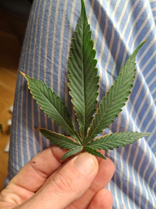 SensiStar* + Wappa Love it or Love it !!. Week 4 - Light or Nutrient Burn ?