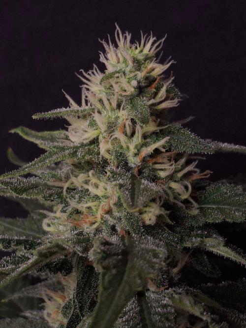 SensiStar* + Wappa Love it or Love it !!. Week 5 - Wappa week 5 of flower