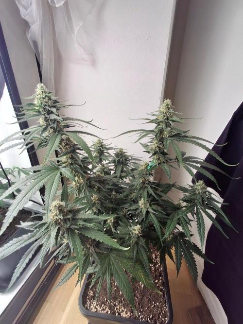 SensiStar* + Wappa Love it or Love it !!. Week 5 - Wappa, such a uniform plant ! Lovley