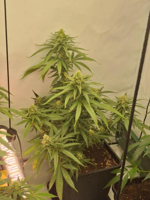 SensiStar* + Wappa Love it or Love it !!. Week 5 - The Wappa in vitro clones share exact uniform growth.