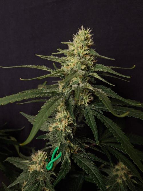 SensiStar* + Wappa Love it or Love it !!. Week 5 - Wappa Controll Bud