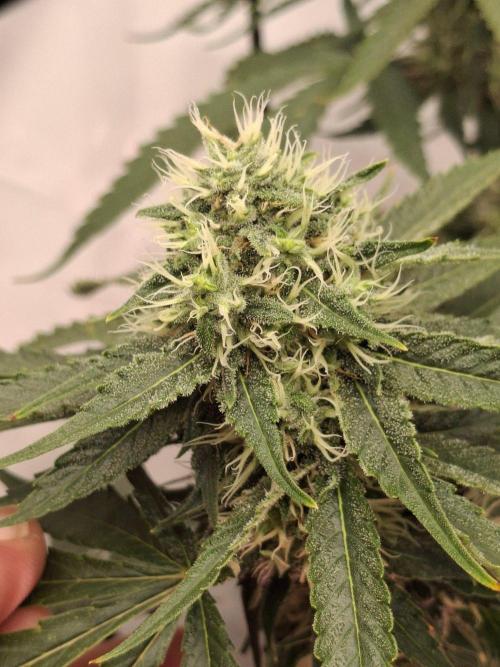 SensiStar* + Wappa Love it or Love it !!. Week 5 - Sensistar week 5 of flower