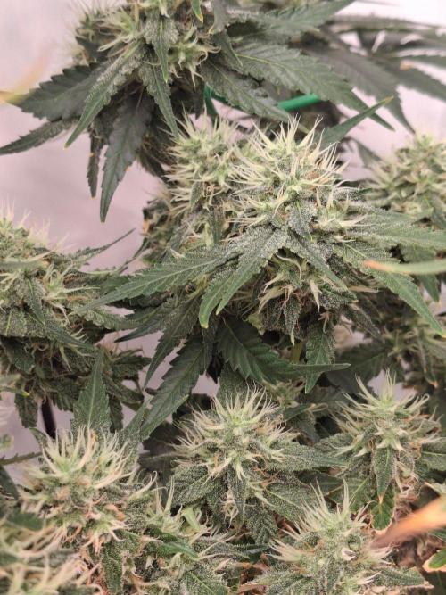 SensiStar* + Wappa Love it or Love it !!. Week 5 - Sensistar lower buds