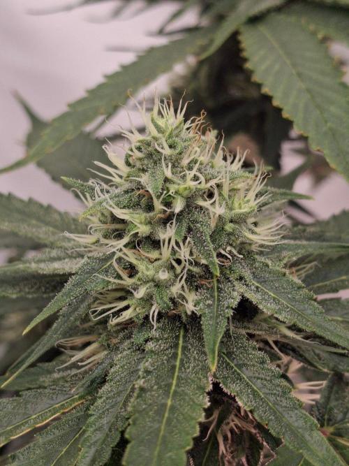 SensiStar* + Wappa Love it or Love it !!. Week 5 - Week 5 Sensistar 😍