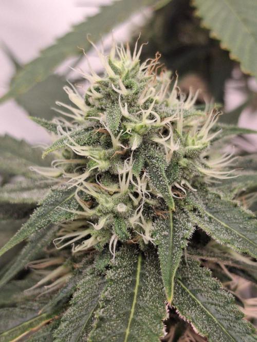 SensiStar* + Wappa Love it or Love it !!. Week 5 - 😍