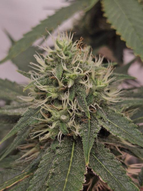 SensiStar* + Wappa Love it or Love it !!. Week 5 - 😊😍