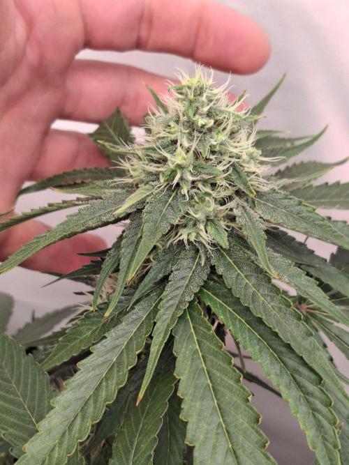 SensiStar* + Wappa Love it or Love it !!. Week 5 - In love with those Buds !
Sensistar