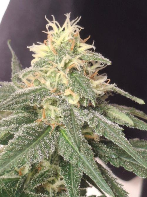 SensiStar* + Wappa Love it or Love it !!. Week 5 - Wappa close up