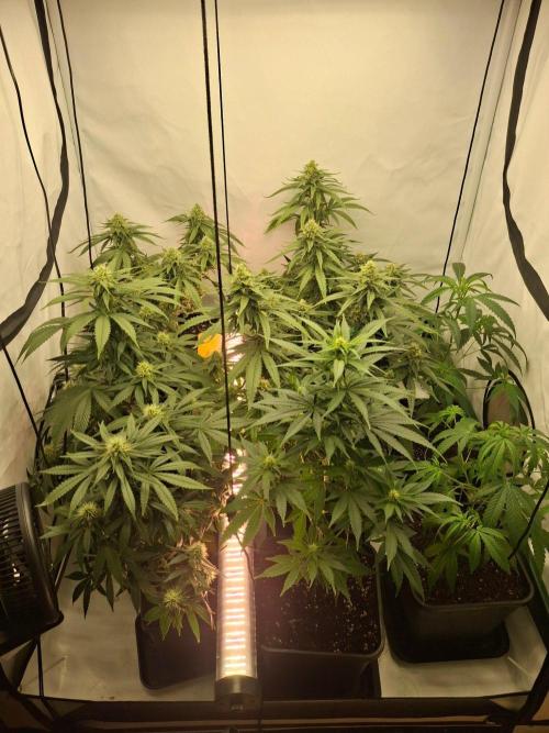 SensiStar* + Wappa Love it or Love it !!. Week 5 - Overview with other plants