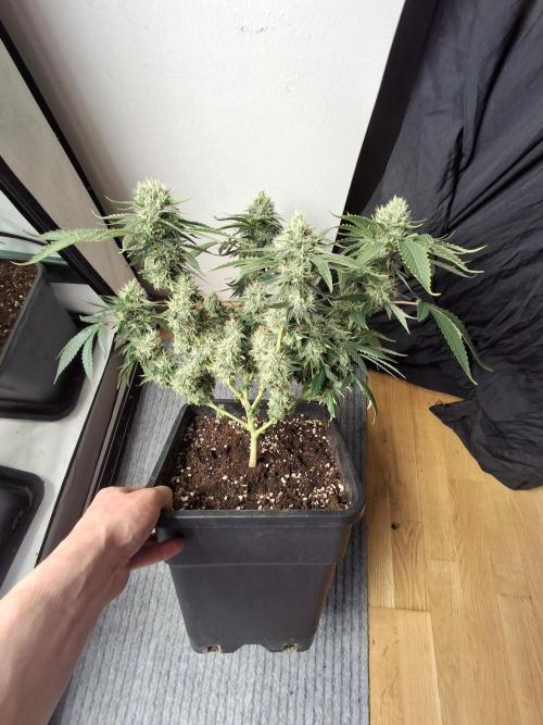 SensiStar* + Wappa Love it or Love it !!. Week 6 - SENSISTAR 
I highly recommend to defoliate almost all lower inner leafs. 