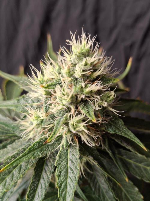 SensiStar* + Wappa Love it or Love it !!. Week 6 - Smells like citric Metall 