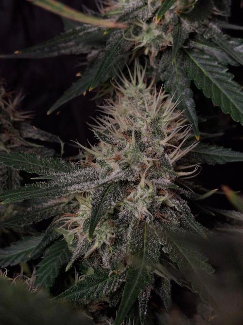 SensiStar* + Wappa Love it or Love it !!. Week 6 - Sensistar lower buds 