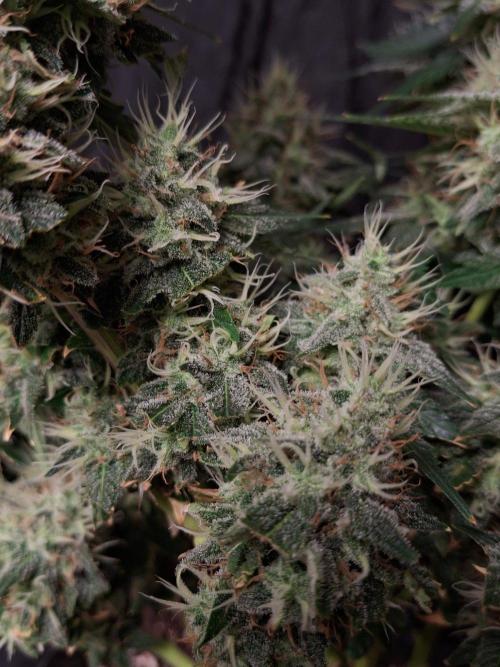 SensiStar* + Wappa Love it or Love it !!. Week 6 - Lower buds superb high quality 