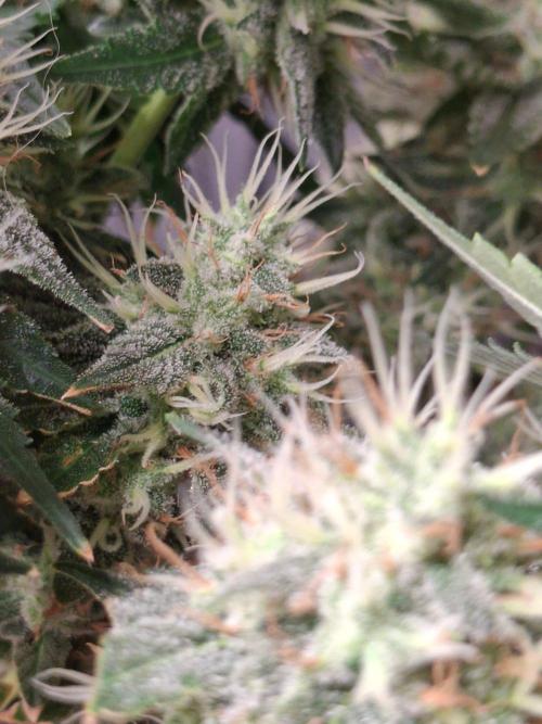 SensiStar* + Wappa Love it or Love it !!. Week 6 - Lower budshots 
