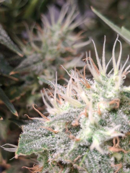 SensiStar* + Wappa Love it or Love it !!. Week 6