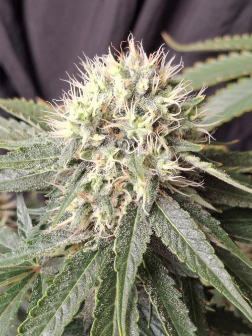 SensiStar* + Wappa Love it or Love it !!. Week 6 - Beautiful indica dominant Bud structure 