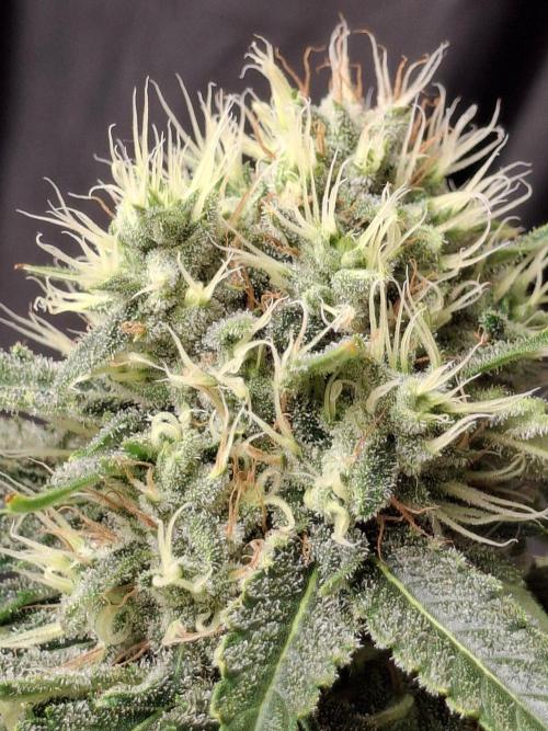 SensiStar* + Wappa Love it or Love it !!. Week 6 - Lovley how the calyxes stack up 