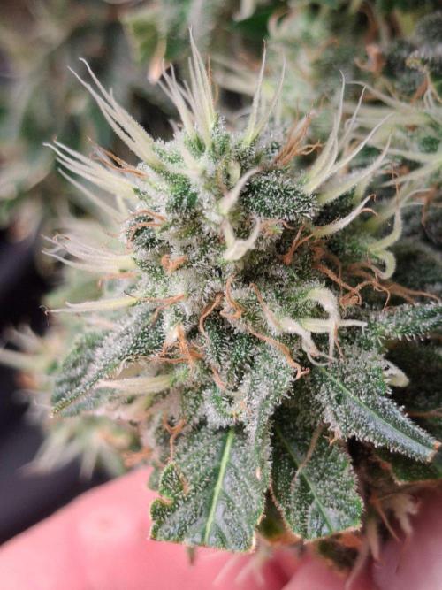 SensiStar* + Wappa Love it or Love it !!. Week 6