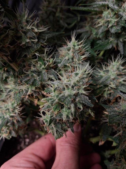 SensiStar* + Wappa Love it or Love it !!. Week 6 - Lower inner buds sensistar 