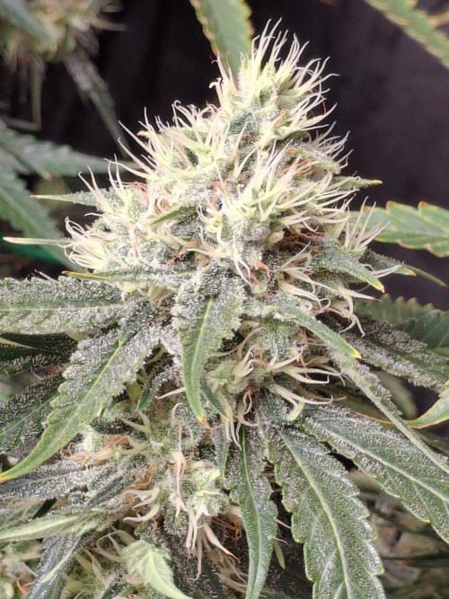 SensiStar* + Wappa Love it or Love it !!. Week 6 - Strongest "Main Cola" of the Sensistar 