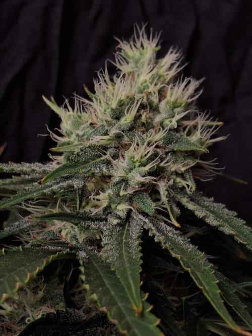 SensiStar* + Wappa Love it or Love it !!. Week 6 - Also good one 