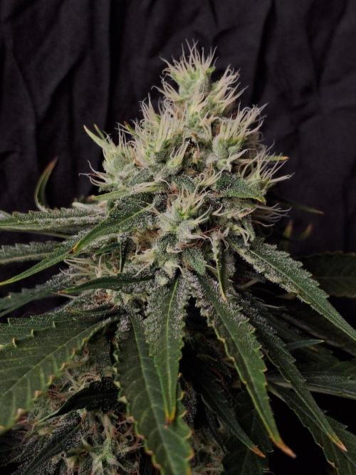 SensiStar* + Wappa Love it or Love it !!. Week 6