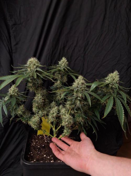 SensiStar* + Wappa Love it or Love it !!. Week 6