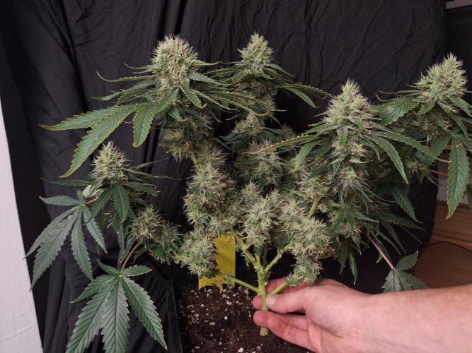 SensiStar* + Wappa Love it or Love it !!. Week 6 - Thank you Paradise ! I love this Strain 