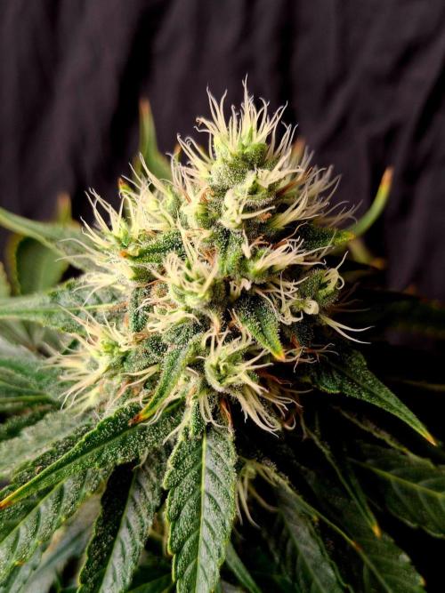 SensiStar* + Wappa Love it or Love it !!. Week 6