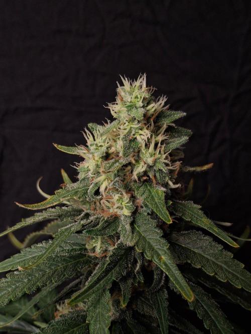SensiStar* + Wappa Love it or Love it !!. Week 7 - Wappa