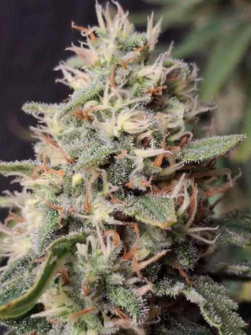 SensiStar* + Wappa Love it or Love it !!. Week 7 - Wappa