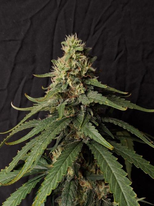 SensiStar* + Wappa Love it or Love it !!. Week 7 - Wappa