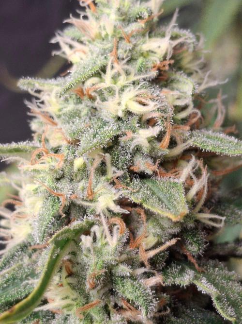 SensiStar* + Wappa Love it or Love it !!. Week 7 - Wappa