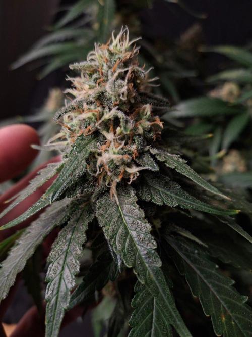 SensiStar* + Wappa Love it or Love it !!. Week 7 - Wappa