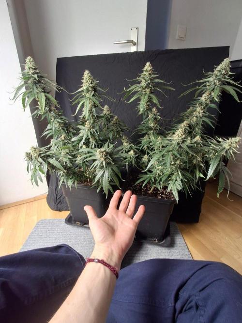 SensiStar* + Wappa Love it or Love it !!. Week 7 - 2 wappas 