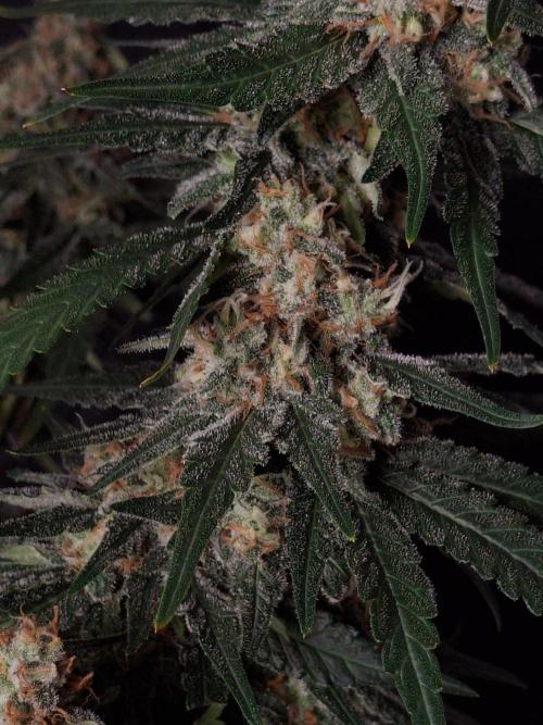 SensiStar* + Wappa Love it or Love it !!. Week 7 - Wappa center bud 