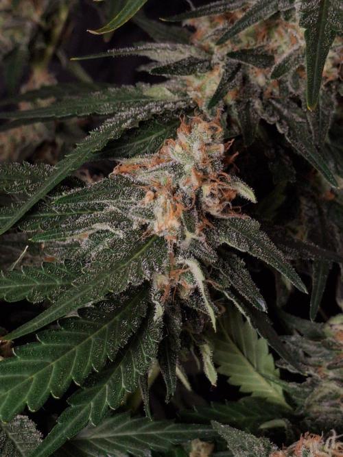 SensiStar* + Wappa Love it or Love it !!. Week 7 - Wappa lower buds 