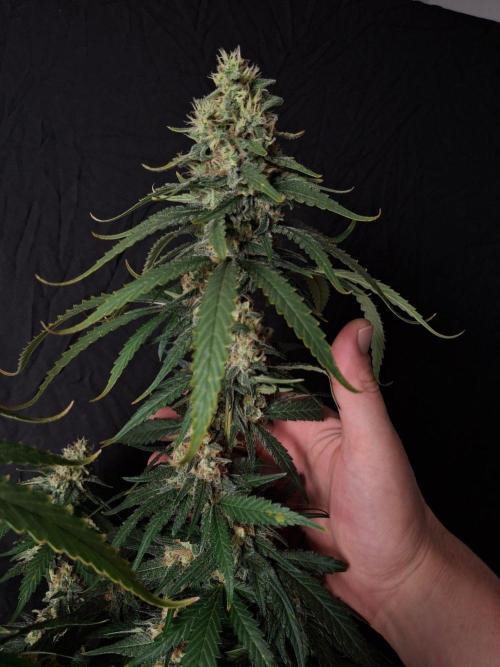 SensiStar* + Wappa Love it or Love it !!. Week 7 - Good Headbud 👍 wappa delivers !