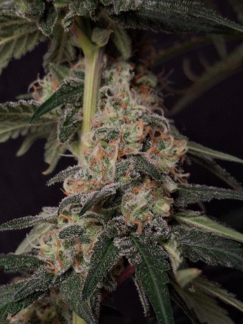 SensiStar* + Wappa Love it or Love it !!. Week 7 - Wappa !!!

Full with trichomes !